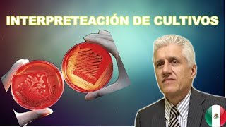 Microbiologia Cómo interpretar un cultivo Dr Alejandro Macías [upl. by Eudo]