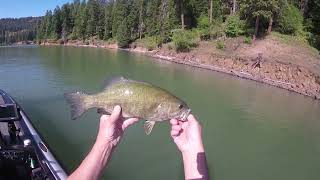 Dworshak Reservoir Bass 6 21 23 [upl. by Stearn]