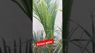 Areca palm plant 🪴 [upl. by Lenno]