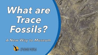 What are Trace Fossils  A New Way to Museum [upl. by Ventura]