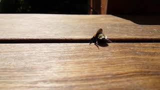 Hummel im Flug Bumblebee Slow Motion [upl. by Damick]