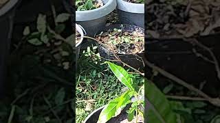 Prepping Mango Trees For Winter [upl. by Nonnelg826]