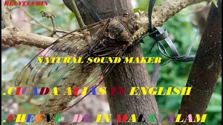 Cicada alias in English cheeveedu in Malayalam sound produce at evening time or rainy time [upl. by Borman]