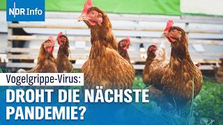 Vogelgrippe Mutation des H5N1Virus  Steigt die Gefahr einer neuen Pandemie  NDR Info [upl. by Ardnoet]