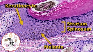 Histology of the Epidermis  Its Skincredible [upl. by Bergen]