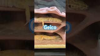 Geico geico commercial [upl. by Clover]