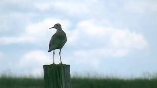 Calls of the Upland Sandpiper  2 [upl. by Sager322]