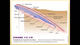 Subphylum Cephalochordata [upl. by Trella]