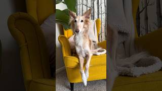 the civilized worm part 1 silkenwindhound dog voiceover dogsofyoutube petshorts cutedog worm [upl. by Tonnie]