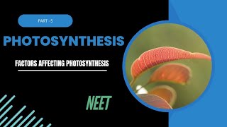 Photosynthesis in higher plants part5 Factors affecting photosynthesis [upl. by Enal]