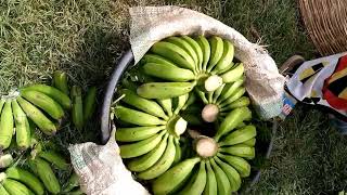 TRADITIONAL WAY OF RIPENING BANANAS [upl. by Ossy498]