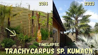 11 Years Timelapse of my Trachycarpus sp kumaon  Belgium [upl. by Aiyot306]