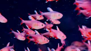 Amazing Tetras at The Aquatic Design Centre [upl. by Annahgiel]