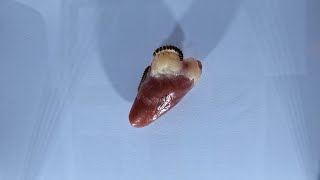 Flesh Eating Larvae VS Chicken Heart Timelapse [upl. by Anippesuig]