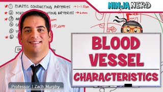 Cardiovascular  Blood Vessel Characteristics [upl. by Amalbergas]