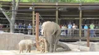 Tembo Trail at The Toledo Zoo [upl. by Eniger871]