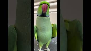 Kaha Se Aate He Ye Log😂 mithu Fun cute parrot youtubeshorts Funny jokes viral Mithu [upl. by Naharba755]