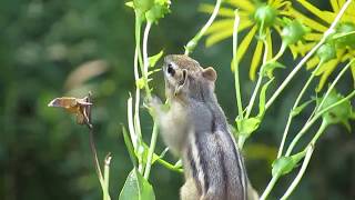 Chipmunk Eating Silphium Seedheads [upl. by Rudolf]