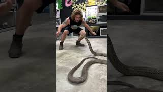 World’s Biggest VENOMOUS SNAKE KING COBRA cobras kingcobra snakes animal shorts [upl. by Margarethe]