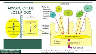 Digestión y Metabolismo de Lípidos 1a Parte [upl. by Gilges]