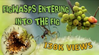 Figwasps entering into the Fig 🌱 figwasp insects fig pollinators ecology nature research [upl. by Heppman741]