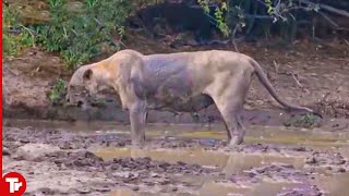 Look What Happened to This Lion after Getting Bitten by a Black Mamba [upl. by Alyakim]