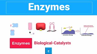 Enzymes  CLASSIFICATION WORKING AND MORE [upl. by Darrelle]