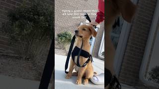 Murph walks EVERYWHERE with his leash in his mouth goldenretriever puppy [upl. by Clarhe]