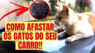 Como Afastar Os Gatos Do Seu Carro Como Afastar Os Gatos do Seu Quintal [upl. by Cooperman]