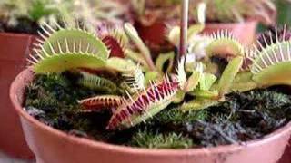 Dionaea muscipula [upl. by Anyk571]