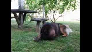 Leonberger plays with a kitten [upl. by Odille]