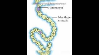 Eubacteriacyanobacteria❤bymsk biology [upl. by Popelka]