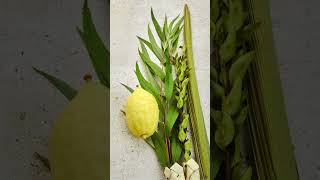 Sukkot The Feast of Tabernacles a Jewish Tradition [upl. by Arem621]