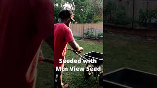 40 Day Lawn Transformation lawncare grass lawn gardening renovation [upl. by Lieberman]