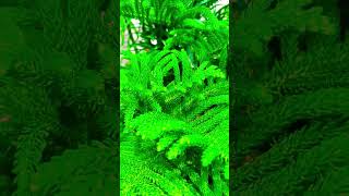 How to care ARAUCARIA christmas tree plant  How to Grow and Care for ARAUCARIA for Beginners [upl. by Flavia37]