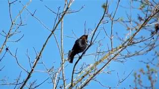 Brown Headed Cowbirds  A Brood Parasite [upl. by Zurheide]