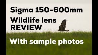 Sigma 150600mm Contemporary Review Key points with example images Awesome Wildlife lens [upl. by Legir]