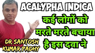 Acalypha indica 30 uses in homeopathy [upl. by Landis]