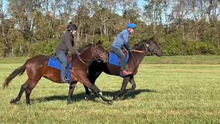 2023 Sutro Morning Moon colts [upl. by Eusebio]