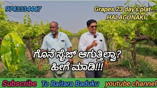 Grapes 23 days platHALAGUNAKIಗೊನೆ ಸೈಜ್ ಆಗುತ್ತಿಲ್ವಾಹೀಗೆ ಮಾಡಿ [upl. by Rodablas675]