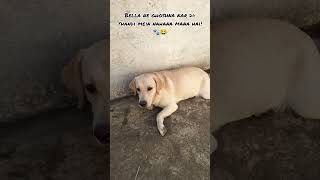 Bhut thandi h Malik 😂🦴 shots dog labrador bella doglover dog funny masti love winter [upl. by Aikal]