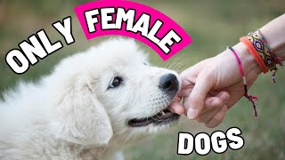 8 Super Weird Things ONLY FEMALE DOGS Do For Their Owner [upl. by Schroer]