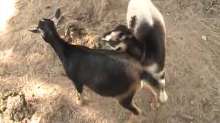 Goats Mating [upl. by Noma]