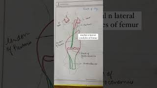 CALF MUSCLE ORIGIN INSERTION GASTROCNEMIUS SOLEUS anatomy explore mbbs physiotherapy fyp [upl. by Mintz]