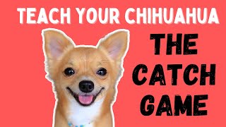 Teach your Chihuahua the Catch Game [upl. by Irrac291]