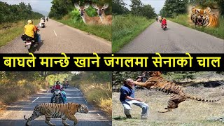 🐯बर्दिया राष्ट्रिय निकुन्जमा किन बढ्दै छन नरभक्षी बाघहरु Bardiya National Park via Mahendra Highway [upl. by Oxford]