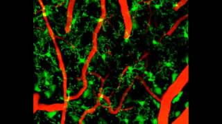 Meningeal Macrophage and Microglial Dynamics in the Uninjured Brain [upl. by Adur609]