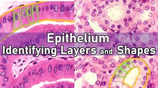 Identifying Layers and Shapes  Epithelium [upl. by Eceinart]