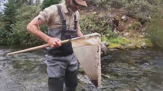 Benthic Macroinvertebrate Sampling 2022 Tumalo Creek Upper Deschutes River Basin [upl. by Yzmar240]