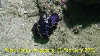 Marine flatworm mating movements Singapore 21 Feb 2021 [upl. by Huldah]